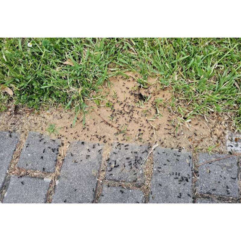 Image du produit BSI - Poudre Anti-Fourmis - (150 g)