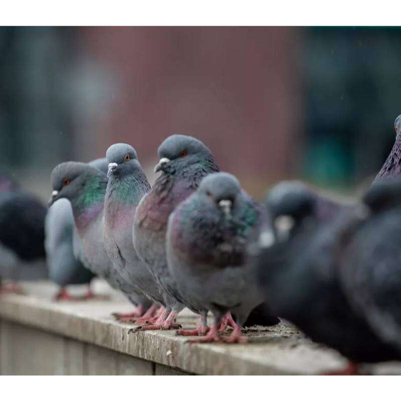 Image du produit BSI - Barri&egrave;re contre Pigeons & Oiseaux, en acier - (6 plaquettes = 150 cm)