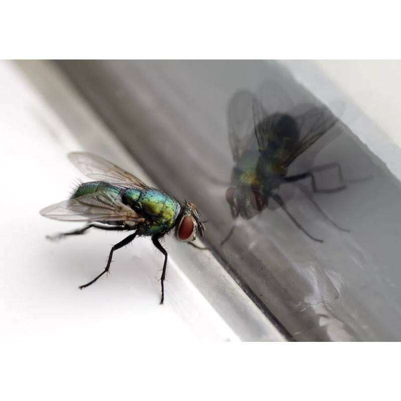 Image du produit BSI - Raquette &eacute;lectrique rechargeable - Anti-Insectes