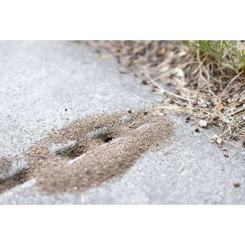 Image du produit BSI - Diatosect P - Terre de Diatom&eacute;e - Anti-Fourmis et Insectes rampants - (200 g)
