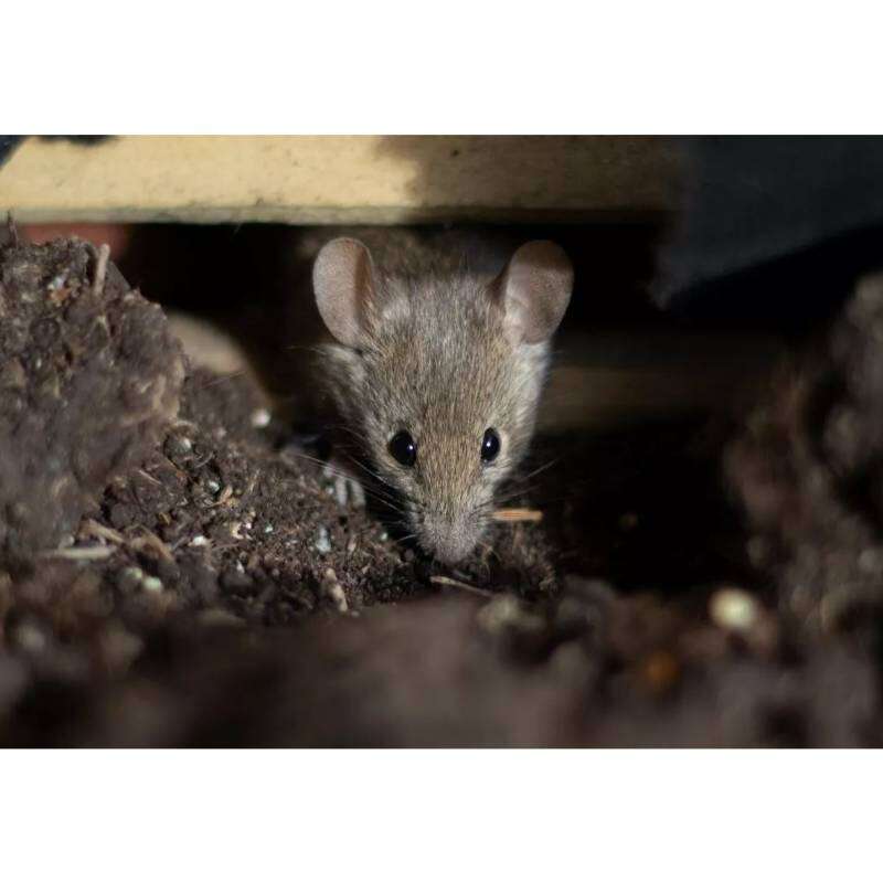 Image du produit BSI - Pi&egrave;ges &agrave; Souris et Rats - App&acirc;ts p&acirc;teux, en 1 ingestion - (15 sachets de 10 g)