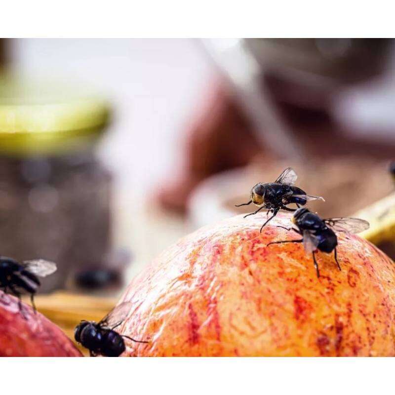 Image du produit BSI - Pi&egrave;ge &agrave; Mouches Professionnel