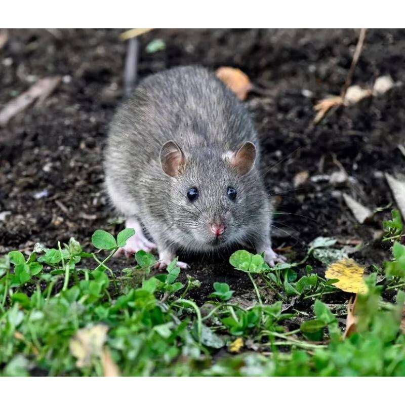 Image du produit BSI - Pi&egrave;ge &agrave; Rat (Rati&egrave;re), en bois