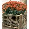 Image du produit Bac &agrave; Fleurs 'Flowerbasket' - Divers formats