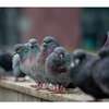 Image du produit BSI - Barri&egrave;re contre Pigeons & Oiseaux, en acier - (6 plaquettes = 150 cm)