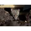 Image du produit BSI - Pi&egrave;ges &agrave; Souris et Rats - App&acirc;ts p&acirc;teux, en 1 ingestion - (15 sachets de 10 g)